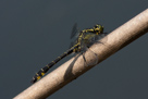 Gomphus vulgatissimus